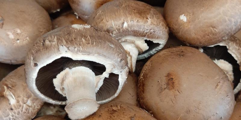 Organic Criminal Mushroom